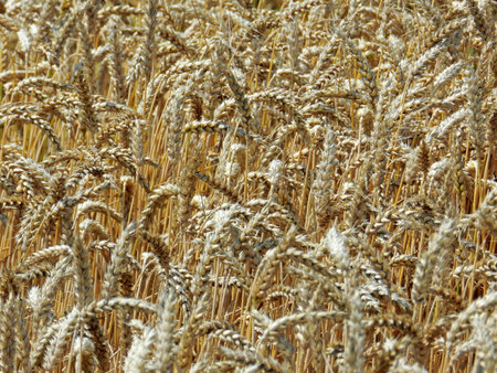 Yellow meadow with lot of barley plantsの写真素材