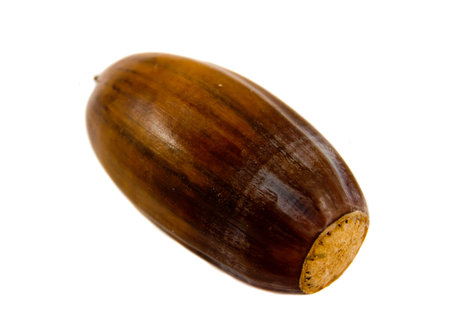 One hazelnut on the isolated white backgroundの写真素材