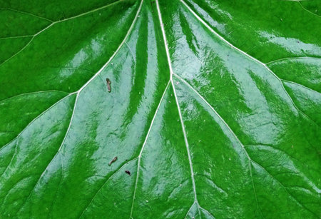 Nature texture, detail of green burdock leafの写真素材