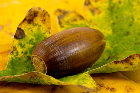 One hazelnut on yellow background with autumn leafの写真素材