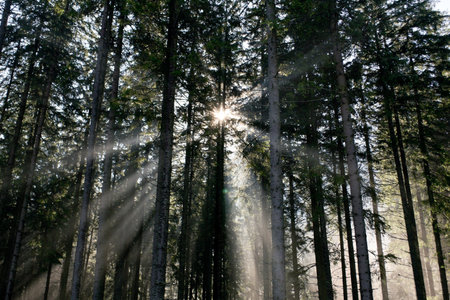 Sun rays shining through lot of treesの写真素材
