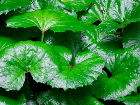 Nature texture, detail of green burdock leavesの写真素材
