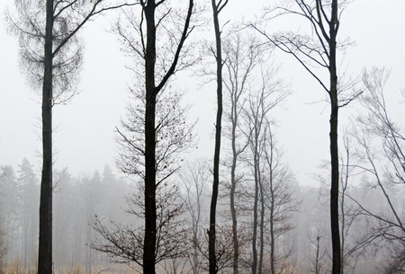 Few autumn trees covered by a fog