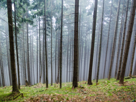 Forest on a hill covered by a fog の写真素材