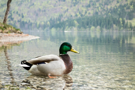 Male duck (anas platyrhynchos) in Bohinj lake in Sloveniaの写真素材