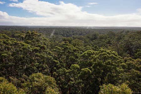 Beautiful view from Dave Evans Bicentennial Tree that was used for monitoring fires in Western...