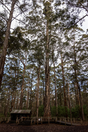 Giant karri tree called Diamong Tree in Western Australia the was used for fire monitoring as a lookout towerの写真素材