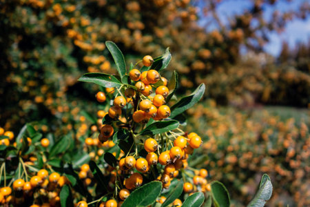 Sea-buckthorn (hippophae rhamnoides) with very healthy orange fruits improtant for better nutrition...
