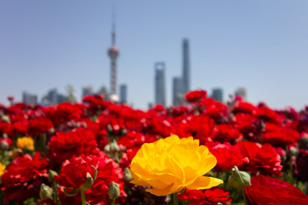Yellow carnation (dianthus caryophyllus) in front of red ones in a flower port with Bund in Shanghai, China in the blurred backgroundの写真素材