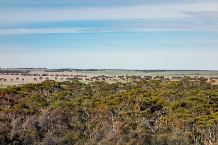 Landscape of a bush and eucalyptus trees in Western Australia