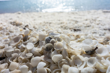 Detail of white shells at Shell Beach in Western Australia near the Denham cityの写真素材