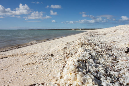 Shell Beach in Western Australia near the Denham city with nice white colour and closeup of shells