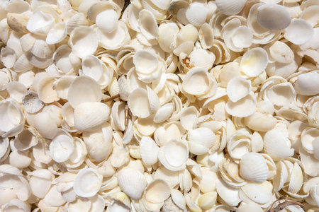 Close up of white shellsの写真素材