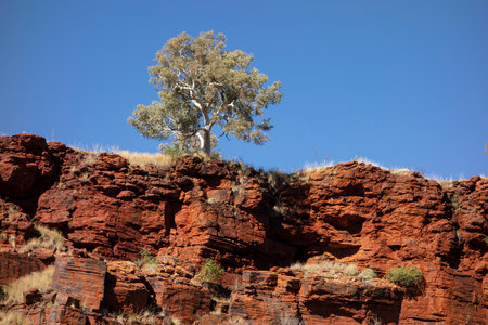 Gum tree (eucalyptus pauciflora) tree native in Western Australia above the red rock of Joffre Gorgeの写真素材