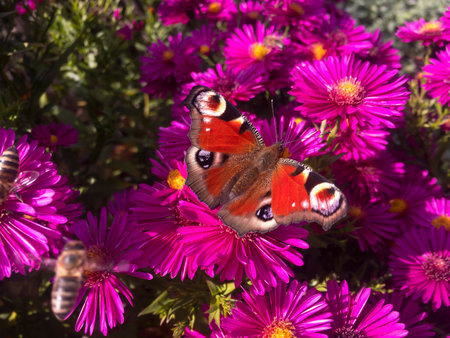 Peacock butterfly (aglais io, European peacock) butterfly on magic pink New England aster flowerの写真素材