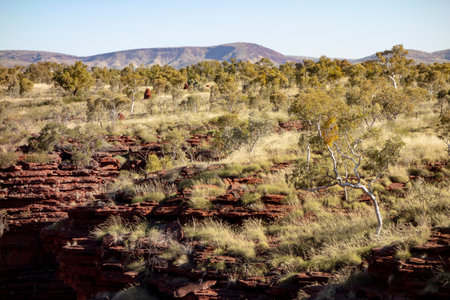 Gum trees (eucalyptus pauciflora) which are native in Western Australia. Landscape with red rocks in Joffre Gorgeの写真素材