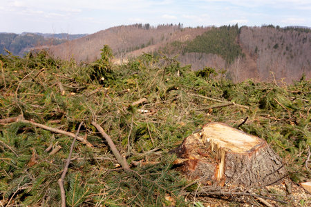 Damaged remains of forest after extensive logging with remaining stumps and garbageの写真素材