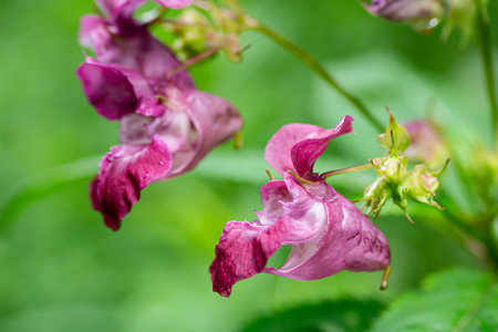 Impatiens Glandulifera Royle plant known as Himalayan balsam with bokeh effectの写真素材