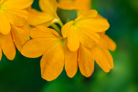 yellow flower in the gardenの写真素材