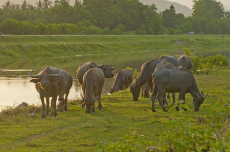   3636;Buffaloの写真素材