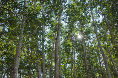 treesの写真素材