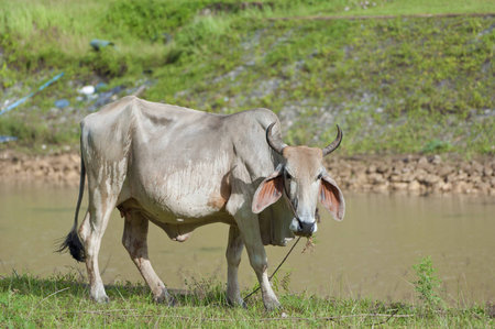 cowの写真素材