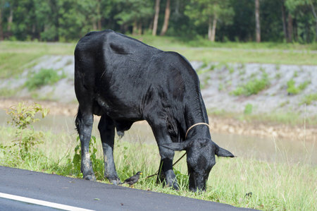 cowの写真素材