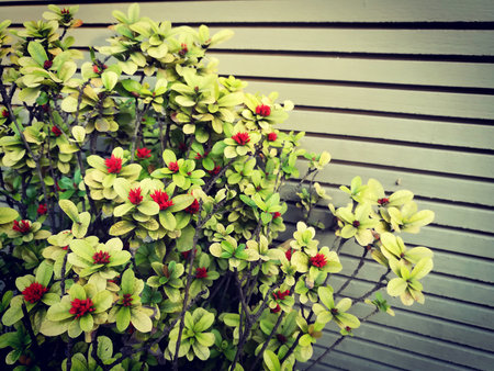 little red spicke flowerの写真素材