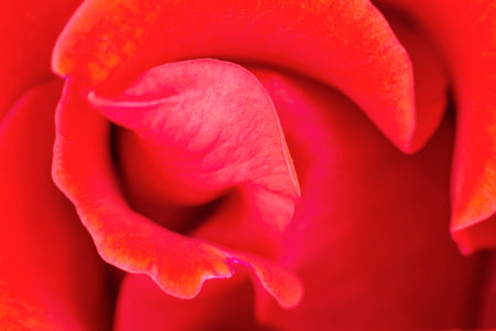 Red rose background. Soft focus.の写真素材