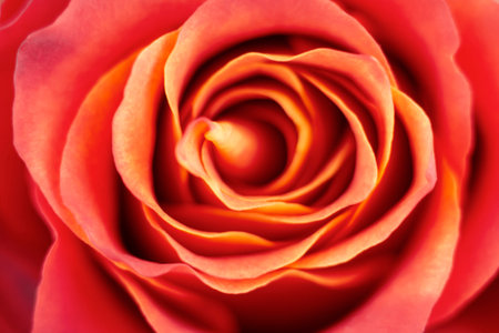 Red rose background. Soft focus.の写真素材