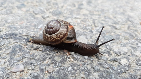 The snail creeps on the rock. Selective focus.の写真素材