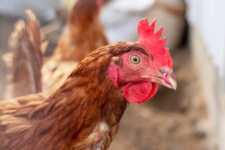 Portrait of brown chicken with piercing in a beak.の写真素材