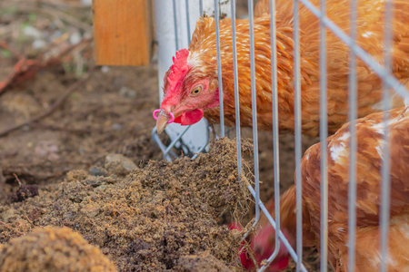 Brown chicken with a ring in a beak looks for worms in the earth.の写真素材