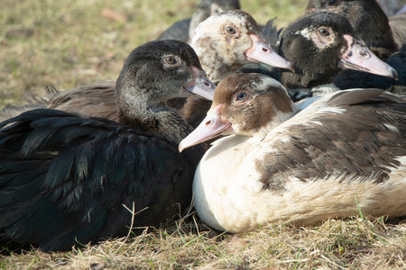 Several domestic ducks sit on a grass and are heated on the sun.の写真素材