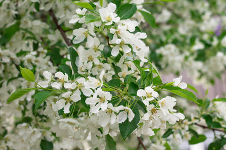Branch of a blossoming apple tree on garden background. Selective focus.の写真素材