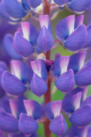 Lupin flower closeup. Selective focus.の写真素材
