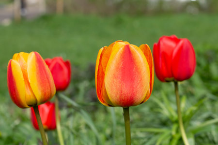 Tulip buds on a background of green grass.の写真素材
