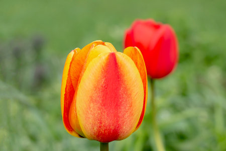 Tulip buds on a background of green grass.の写真素材