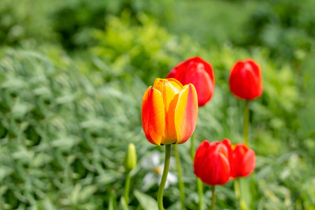 Tulip buds on a background of green grass.の写真素材