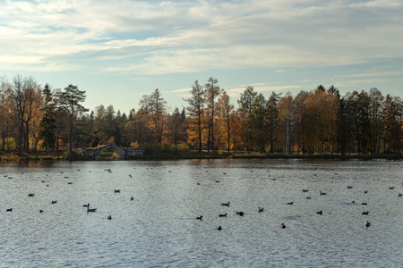 Autumn landscape in the city park. Many birds swim on the surface of the lake. Horizontal orientation.の写真素材