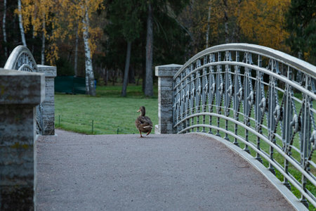 A duck runs across the bridge in Gatchina Park. Russia, Gatchina. Horizontal orientation, copy space.の写真素材