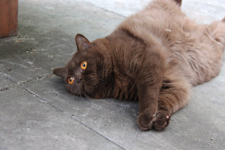 British cat.の写真素材