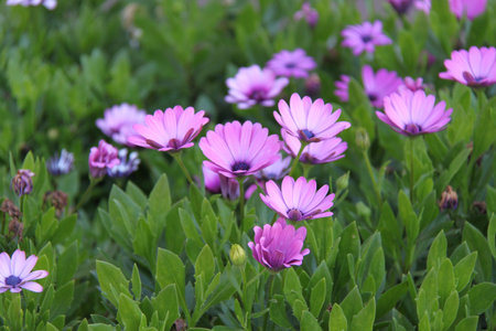 Pink flowers.の写真素材