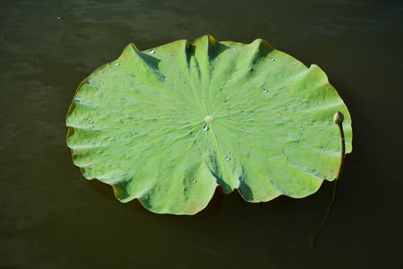 Lotus leaf on the lake.の写真素材