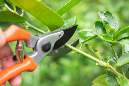 close up hand of person holding scissors cut the branches of tree in garden for agriculture,nature...