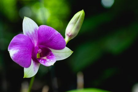 Orchid purple flowers In the garden very beautiful on dark background.の写真素材