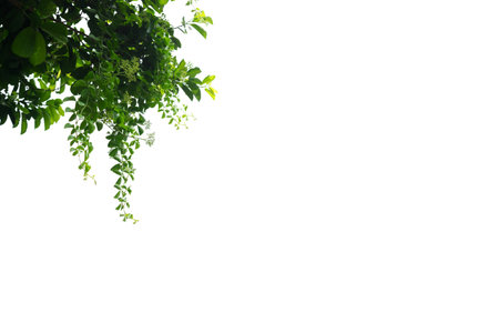 Green leaves tree on isolated background make for frame  product concept.の写真素材