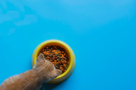 Top view cat food on blue background with babe cat eating.の写真素材