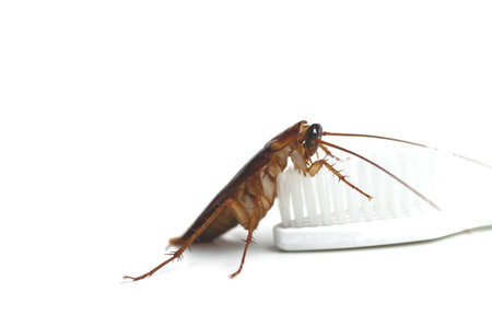 cockroach on brush teeth with isolated background.の写真素材