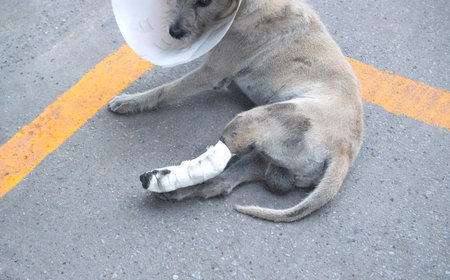 Some one very kind help the dog broken leg for veterinary and take care him to the house.の写真素材
